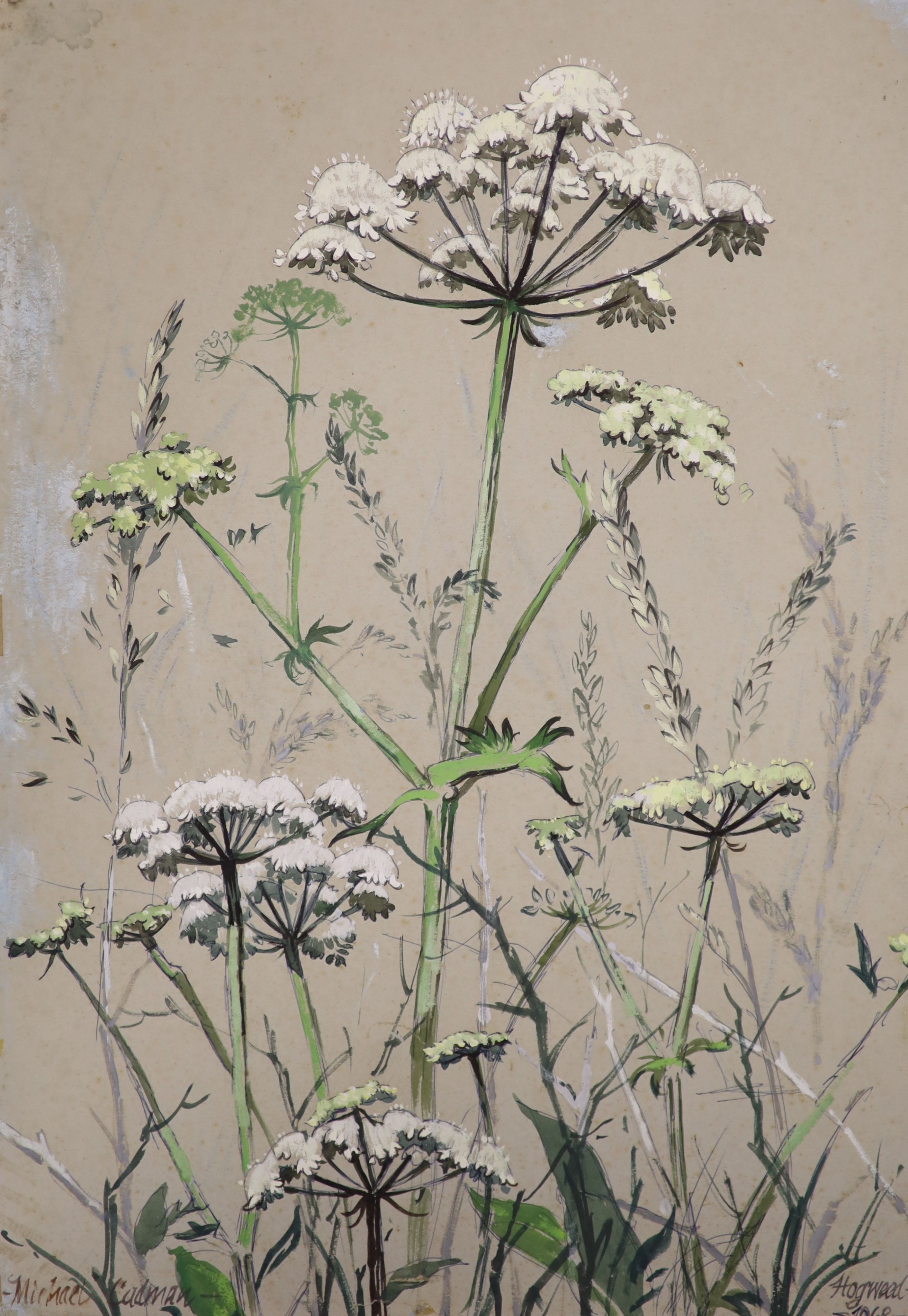 Michael Lawrence Cadman (1920-2010), small group of unframed watercolours, Botanical studies, largest 78 x 58cm